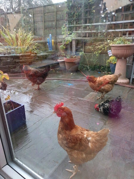 the chickens
