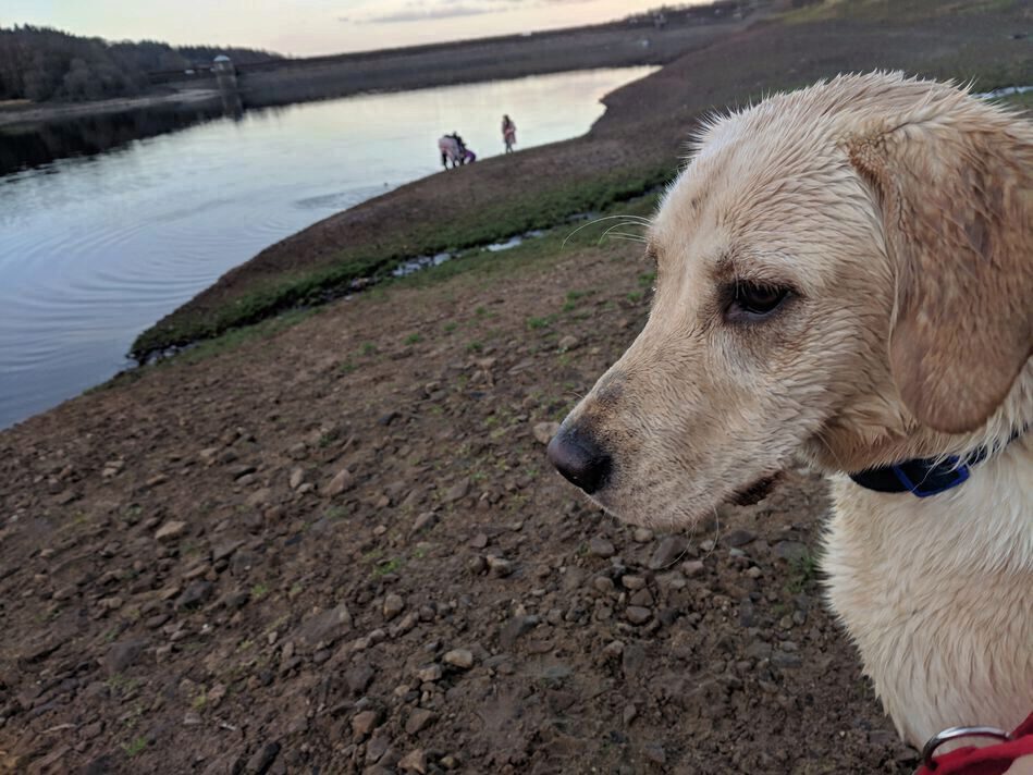 dog on new years day 2019